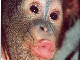 Борнейский орангутан