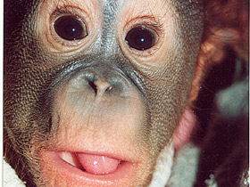 Борнейский орангутан