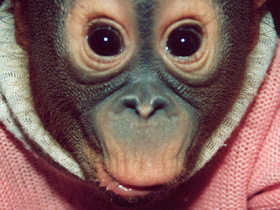 Борнейский орангутан