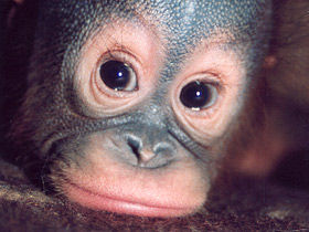 Борнейский орангутан