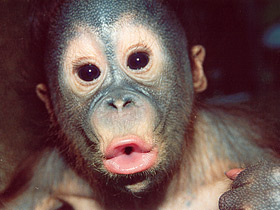 Борнейский орангутан