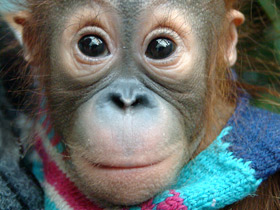 Борнейский орангутан