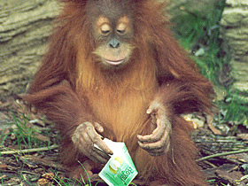 Борнейский орангутан