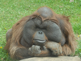 Фото Борнейский орангутан