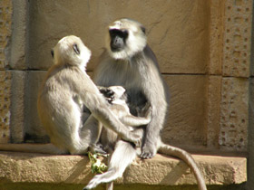 Фото Хануман