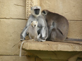 Фото Хануман