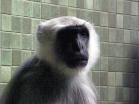 Фото Хануман