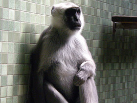 Фото Хануман