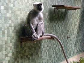 Фото Хануман