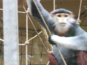 Смотреть фото Немейский тонкотел Фото Немейский тонкотел