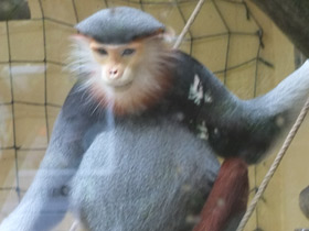 Смотреть фото Немейский тонкотел Фото Немейский тонкотел