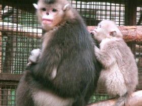 Фото Чёрный ринопитек