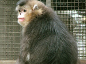 Фото Чёрный ринопитек