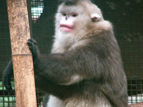 Фото Чёрный ринопитек