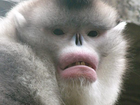 Чёрный ринопитек