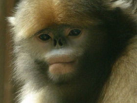 Фото Чёрный ринопитек