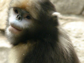 Фото Чёрный ринопитек