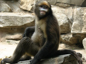 Фото Чёрный ринопитек