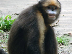 Фото Чёрный ринопитек