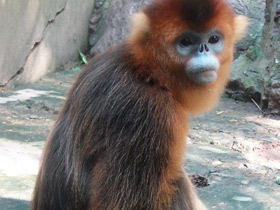 Фото Рокселланов ринопитек