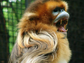 Фото Рокселланов ринопитек