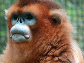 Фото Рокселланов ринопитек