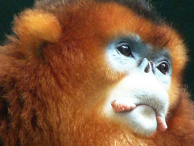 Рокселланов ринопитек