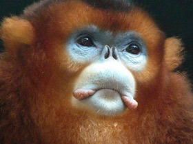 Фото Рокселланов ринопитек