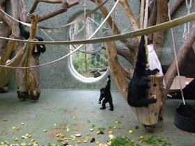 Фото Сиаманг