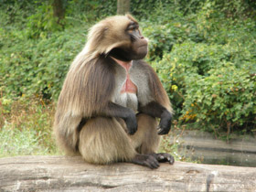 Фото Гелада