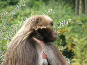 Фото Гелада