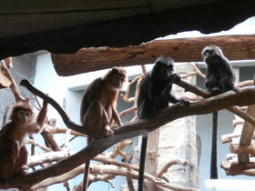 Фото Яванский лангур