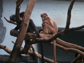 Фото Яванский лангур