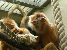 Фото Яванский лангур