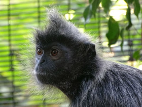 Фото Гривистый тонкотел