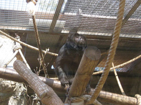 Фото Черный ревун