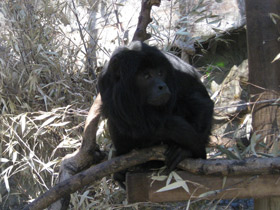 Фото Черный ревун