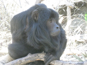 Фото Черный ревун