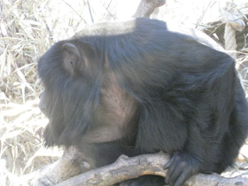 Фото Черный ревун