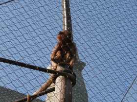 Фото Черный ревун