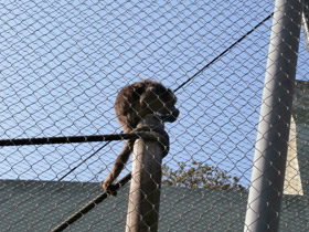 Фото Черный ревун