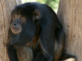 Черный ревун Черный ревун