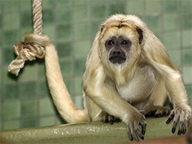 Фото Черный ревун