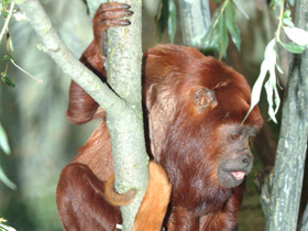 Фото Рыжий ревун