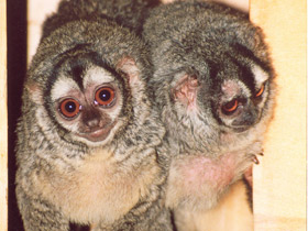 Фото Ночная обезьяна