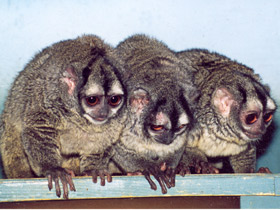 Фото Ночная обезьяна