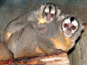 Фото Ночная обезьяна