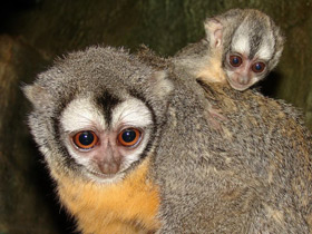 Фото Ночная обезьяна