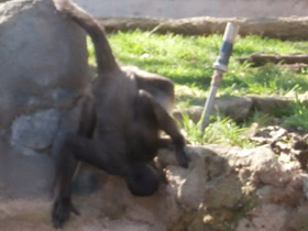 Смотреть фото Колумбийская коата Фото Колумбийская коата