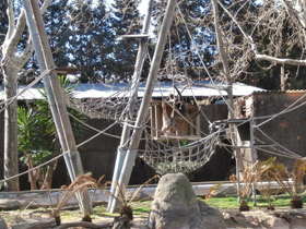 Смотреть фото Колумбийская коата Фото Колумбийская коата